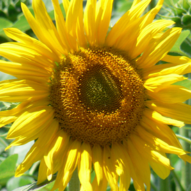 tournesol